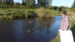 Last Mallard Release 2015/2016 Season