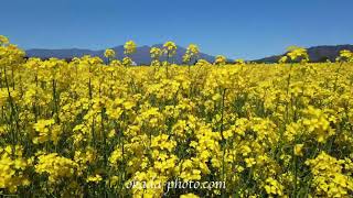 中込の菜の花畑と浅間山　FUKEI 72624