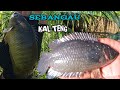 Moment trip mancing papuyu di sebangau || KALTENG