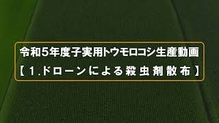 【涌谷町】新たな転作作物「子実用とうもろこし」の生産過程(令和5年度)：1.ドローンによる殺虫剤散布