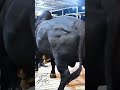 heavyweight sahiwal crossbred bull