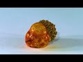 hidden patterns inside exotic u0026 tropical fruits u0026 vegetables satisfying u0026 asmr