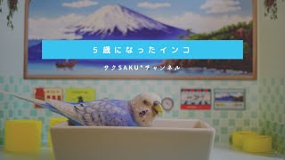 vol.222『５歳になったインコ』セキセイインコのサクちゃん