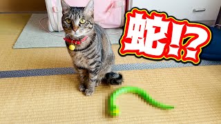 元野良猫が初めてヘビを見たときの反応がこちらw Kitten Cat Japanese traditional house