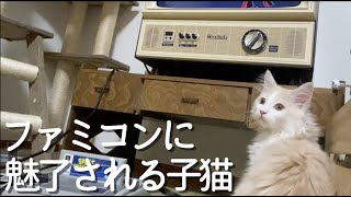 落ちてくるぷよぷよがどうしても気になって仕方がない子猫【ファミコン】【ぽしゃっけ、】