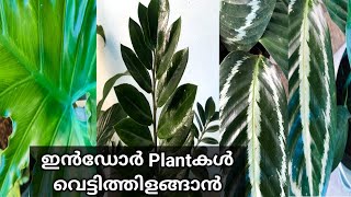 Garden Tips/വീട്ടിലുള്ള ഈ രണ്ട് സാധനങ്ങൾ മതി ഇൻഡോർ Plantകൾ ഇനി വെട്ടിത്തിളങ്ങും😎✌️#jonshasworld