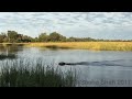 two lions attacked by crocodile