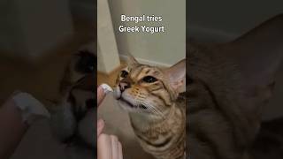 Felix the Bengal Cat Tries GREEK YOGURT