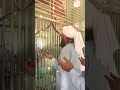 Sadiq razi Sahab ki  huzoor Tahir Qadri bargah mein zarat ho gai hai Alhamdulillah ❤️