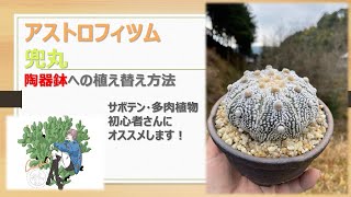 【 サボテン 】アストロフィツム・兜丸の植え替え、注意するポイント、管理方法