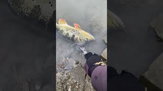 #吳郭魚