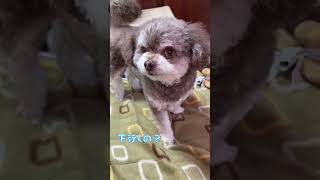 【チワプー】リビングへ行くと分かって準備する小鉄！ #チワプー #チワワ #トイプードル #犬 #犬のいる暮らし #チワプーの小鉄 #犬のいる生活