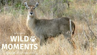 Lions Mating, Waterbuck Escapes Croc | Wild Moments Show 4.7.22