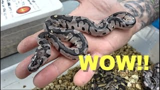 Axanthic Clown Ball Python Update !!! Egg Cutting !!