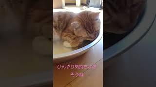 ねこ鍋の猫w#猫#猫鍋#shorts#夏歌