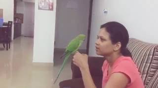 Funny Indian parrot Talking video | Interesting Arguement