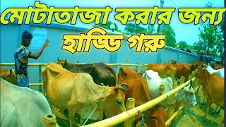 চলুন হাড্ডি গরুর দর দাম জেনে আসি আরিচা গরুর হাট থেকে। Tulip agro.