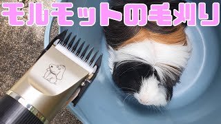 【飼い方・お世話】バリカンでモルモットを散髪したら別モルになった Guineapig transformed with hair cripper