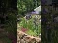 Bearded Iris garden in full bloom #gardening #iris #youtubeshorts