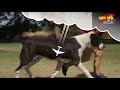 দেশি কুকুরের লেজ কাটার পদ্ধতি।🐶🐕dog tail cutting method kokorar lej katar poddoti কুকুর হবে বাঘ