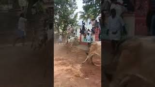 Forest Khillar Bulls Jallikattu Chittoor Jallikattu Bull's AYC