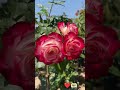 🥀 shorts beautiful flowers rosé youtubeshorts short follow