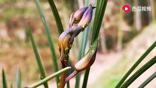 蕙蘭花苞出現它，不僅會死苗，而且難開花