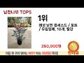 가장 많이 판매된 남천나무 추천 순위 top 5 가격 후기 구매처