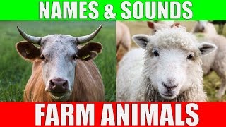 Farm Animals Names and Sounds for Kids to Learn | Learning Farm Animal Names and Sounds for Children