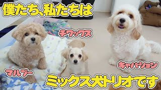 僕たち、私たちはミックス犬トリオです。　🐶ひみつきちなう！①🐶 マルプー チワックス キャバション 2022年7月31日