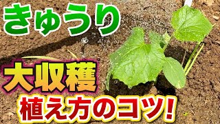 【きゅうり栽培】最初が肝心！植付けはコレやると苗が大きくなる【種まき〜植付け、支柱立て、害虫対策】