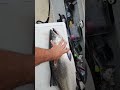 big salmon bite. pacificnorthwest fishing westport pacificocean salmon salmontrollin pnw