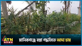 মানিকগঞ্জে বস্তা পদ্ধতিতে আদা চাষে সফল নারী উদ্যোক্তা | MANIKGANJ | Ginger | Agriculture | ATN News