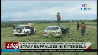 Stray buffaloes in Kitengela