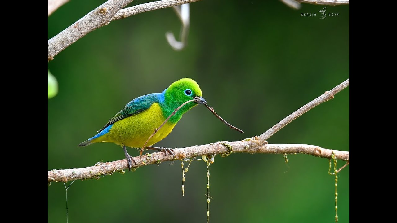 Aves Y Naturaleza De Misiones - Argentina | Birdwaching In Misiones ...