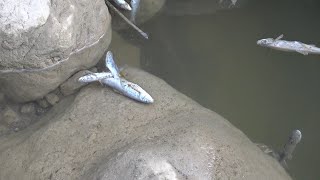 ژینگەی ماسی و زیندەوەران دەپارێزن لە باڵەکایەتی - Protects the environment of fish and animals