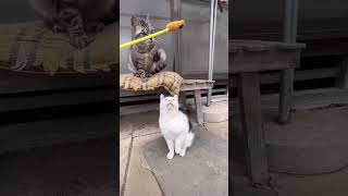 可愛い猫たちと一緒に遊ぶ#shorts#猫