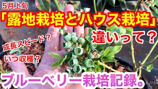 露地栽培とハウス栽培の違いって？ブルーベリー栽培記録【岩手県】