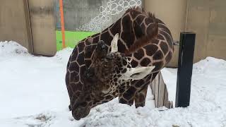 旭山動物園　アミメキリン / Reticulated Giraffe in Asahiyama Zoo.