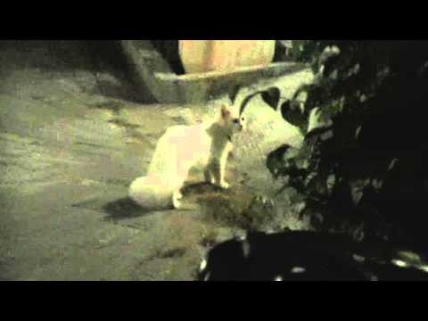 White Cat Breeds With Different Colored Eyes White Cat Breeds With Different Colored Eyes