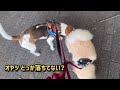 食べ物目前♪パパ踊る！もふずも踊る！【ビーグルさつきとポメ梵天】