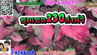 Ep17.บอนสีชุดเซ็ต#สวนพงษ์พฤกสา#086-4105655