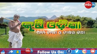 AGRICULTURE | କୃଷି ଓଡିଶା : ଆମ ଚାଷୀ ଓ ଚାଷର କଥା | Special Story | 11th Sep 2022 | MBCTv