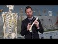 A bit of bone biology