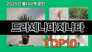 드라세나마지나타 쿠팡에서 제일 많이 팔린 인기템 BEST 10