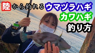 【ハギ釣り】今が旬！肝パンで非常に美味な高級魚の釣り方