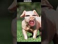 Pig must funny video #pig #funny #ytviral #piggy #pigbaby #ytshorts #comedy #yt #pets #animals