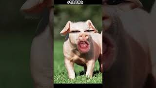 Pig must funny video #pig #funny #ytviral #piggy #pigbaby #ytshorts #comedy #yt #pets #animals