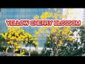 YELLOW CHERRY BLOSSOM  FLOWER ANG GANDA TALAGA@solpentason