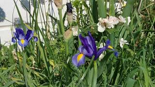 Iris x hollandica, the Dutch iris. Colour and elegance for sunny borders in British gardens